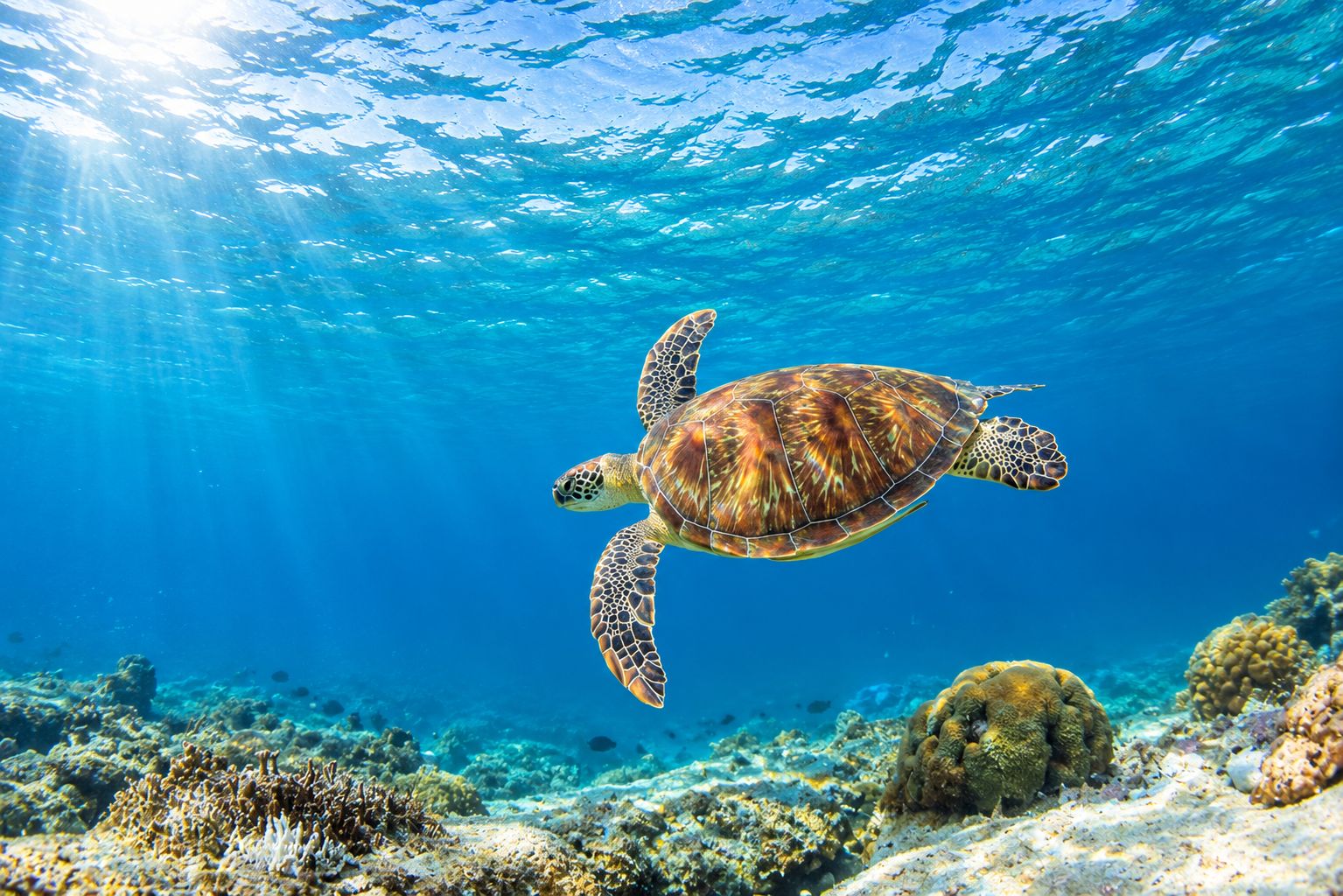 A sea turtle swimming underwater with sunlight filtering through the water.