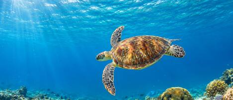 Una tortuga marina nada bajo el agua, con rayos de sol filtrándose.