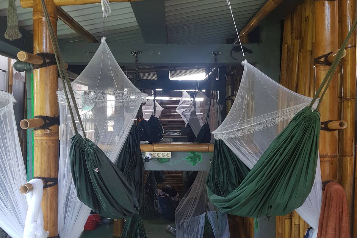 Jungle Room Hammock Shared Mixed Dorm | Chambres insonorisées, Wi-Fi gratuit, draps fournis
