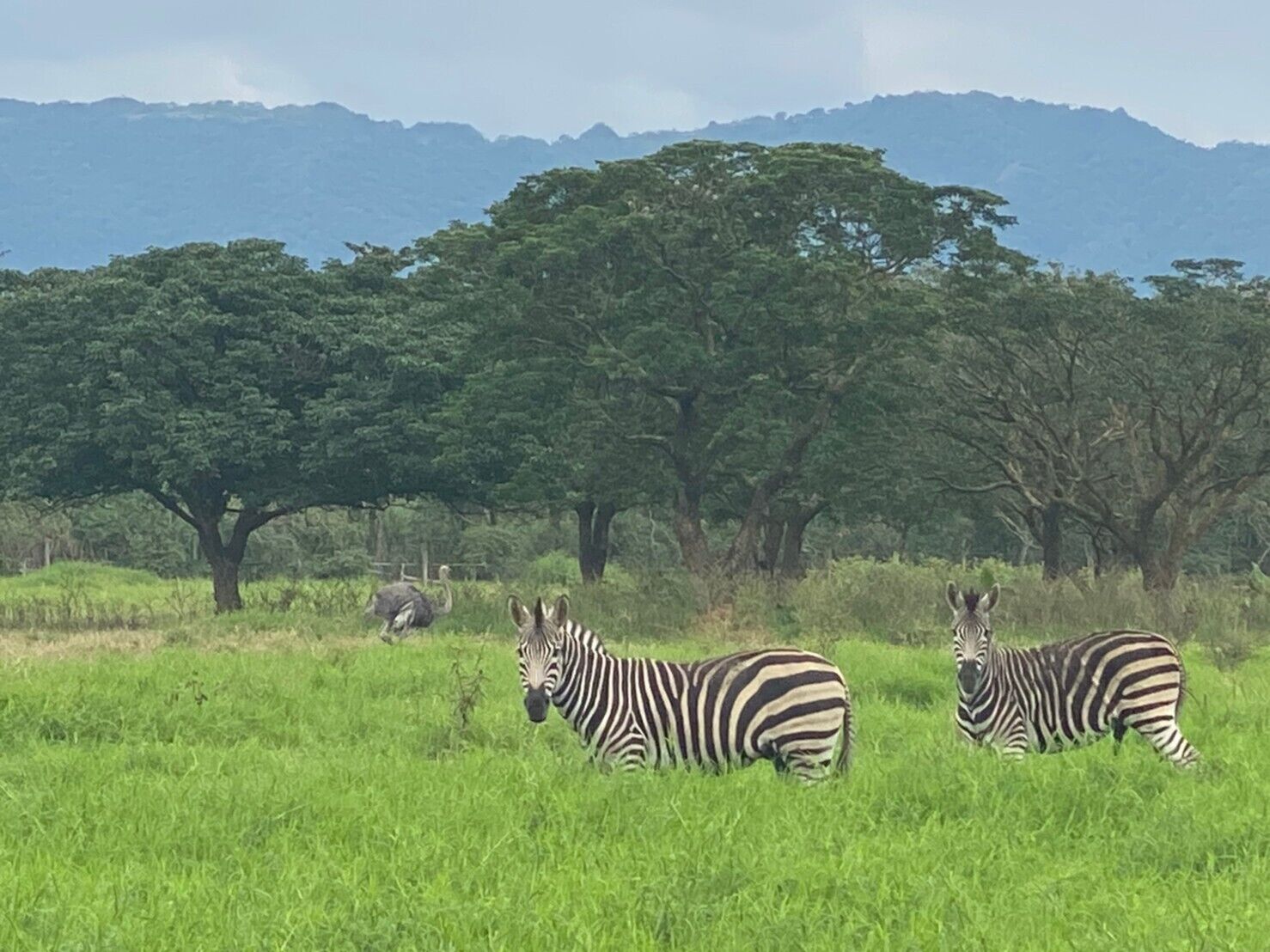 A grassy field with two zebras and an ostrich, trees, and mountains in the background.
