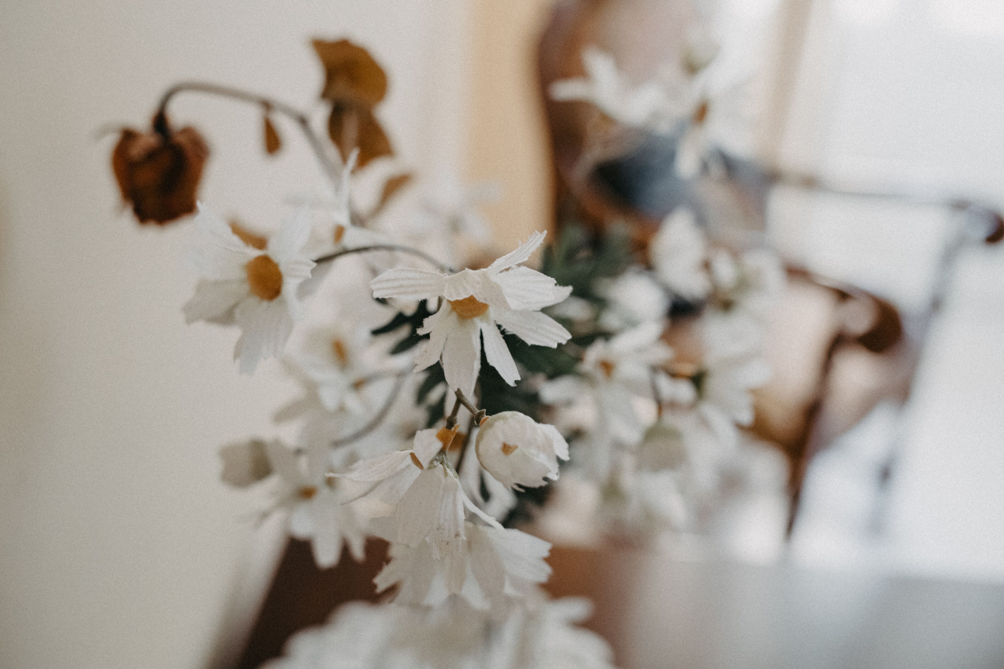 En närbild på vita blommor med bruna kronblad, eventuellt en torkad blomma, i ett rum med en suddig bakgrund.