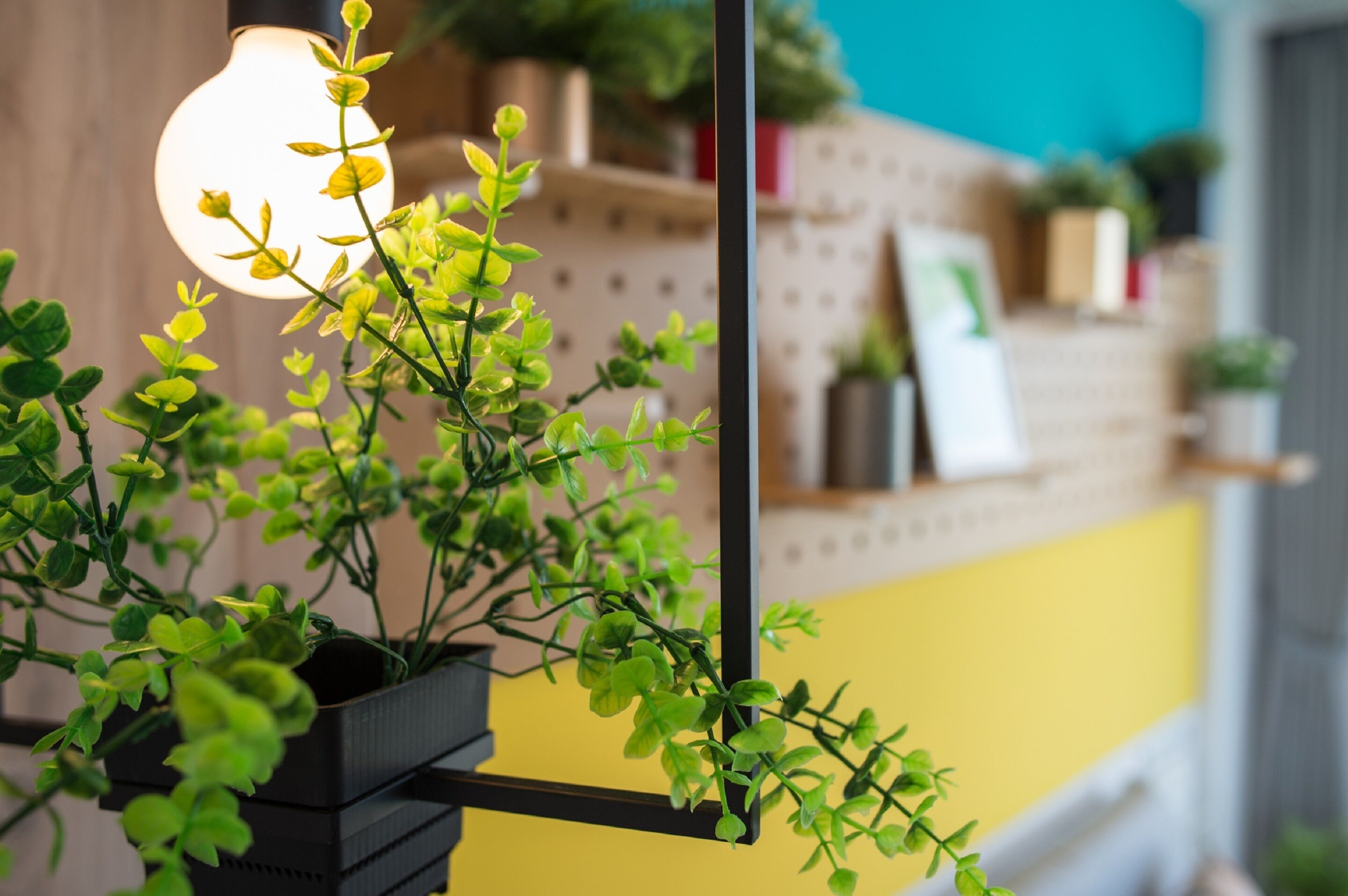 A potted plant with a light bulb in the background, a shelf with plants, and a yellow wall.