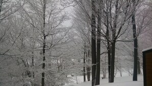 Een besneeuwd boslandschap met hoge bomen en een met sneeuw bedekte grond.