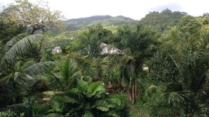 Un jardín exuberante con follaje denso, un sendero y una vista distante de una casa.