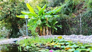 A pond with lily pads and a pink water lily. - Verdeblu House (San Giovanni a Piro)