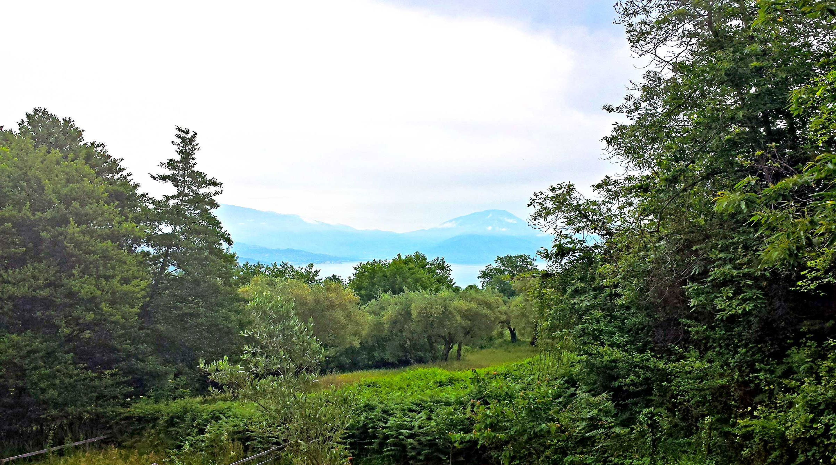 Un paysage verdoyant et luxuriant, avec une végétation dense et une vue lointaine sur des montagnes.
