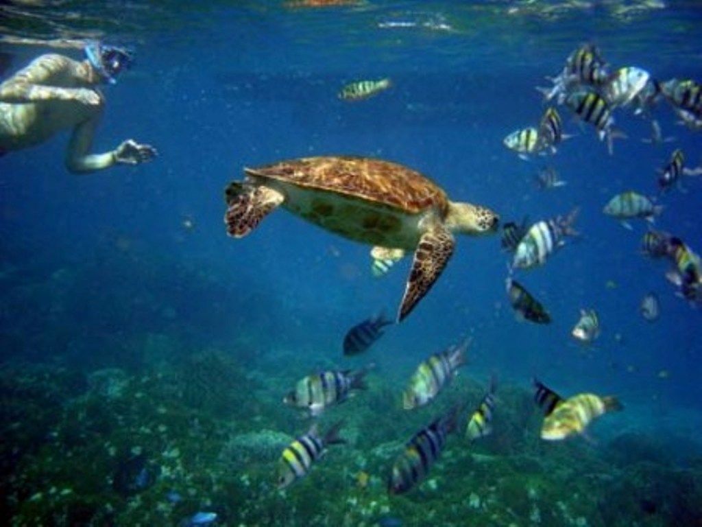 Uma tartaruga marinha nada em águas azuis cristalinas, acompanhada por um grupo de peixes.