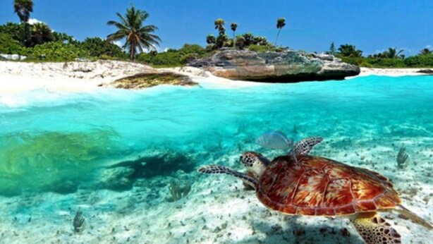 A sea turtle swimming near a sandy beach with clear turquoise water and palm trees in the background. - Estudio cerca del mar, en Puerto Aventuras 201 (Puerto Aventuras)