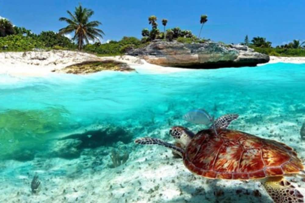 Estudio cerca del mar, en Puerto Aventuras 201