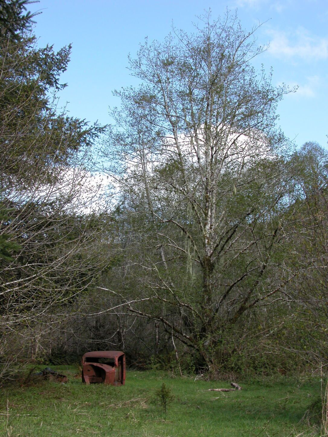 Un coche oxidado en un campo cubierto de hierba, con árboles al fondo.