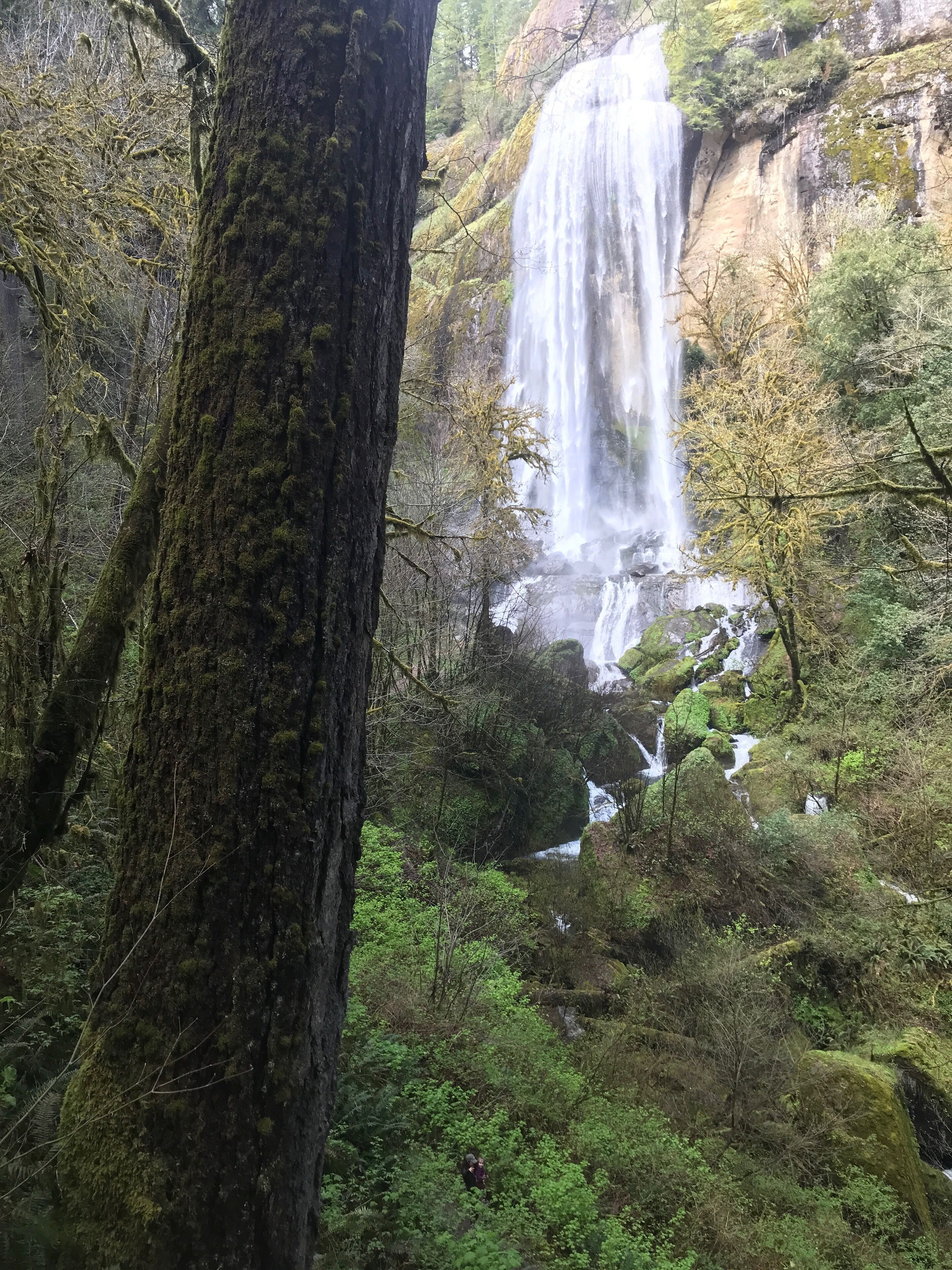 Una cascada se precipita por un acantilado rocoso, rodeada de un bosque denso.