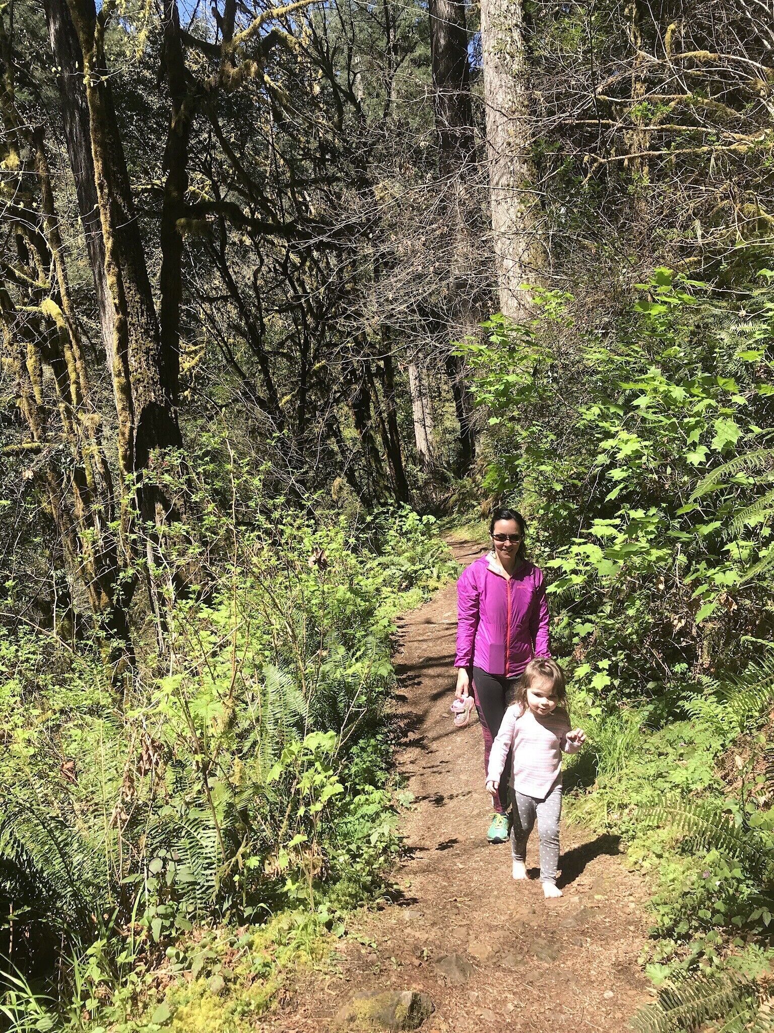 Un sentier de randonnée qui traverse une forêt, avec une végétation luxuriante et de nombreux arbres.