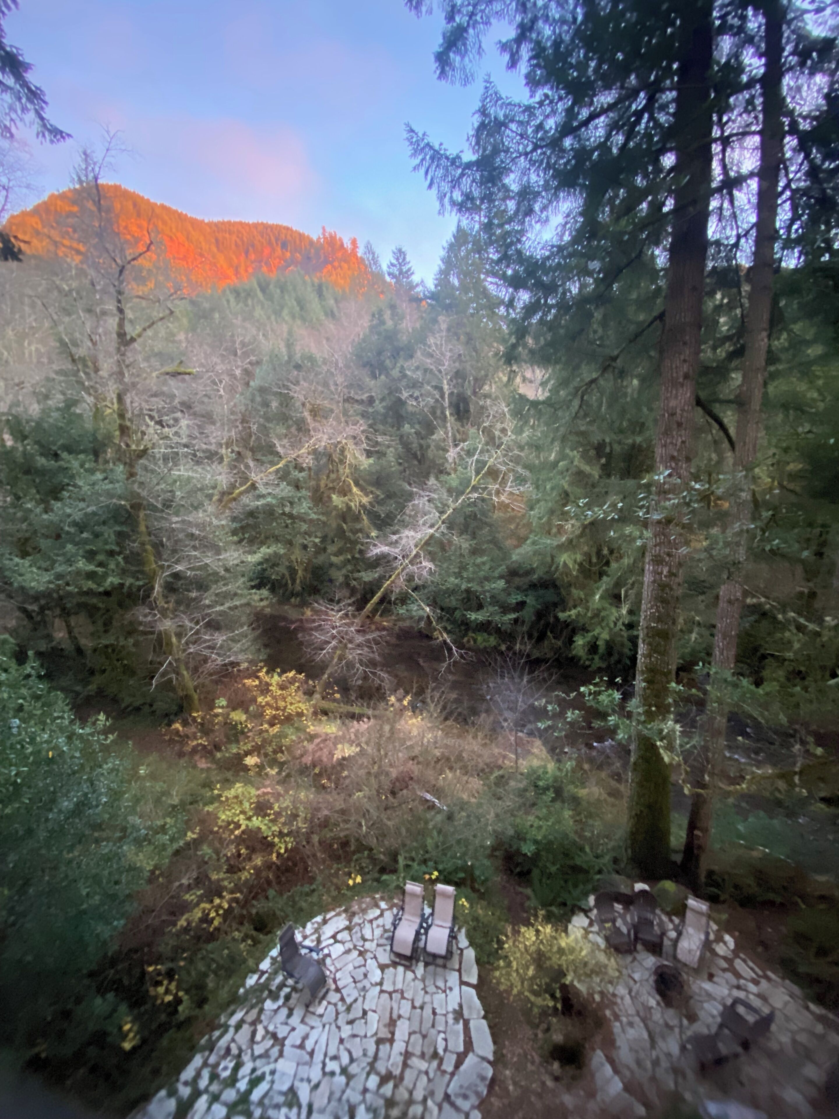 A forested area with a stone pathway leading through dense trees.