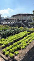 Un jardín en la azotea con filas de lechuga, una zona de estar al aire libre techada y una escalera que conduce a un segundo nivel.