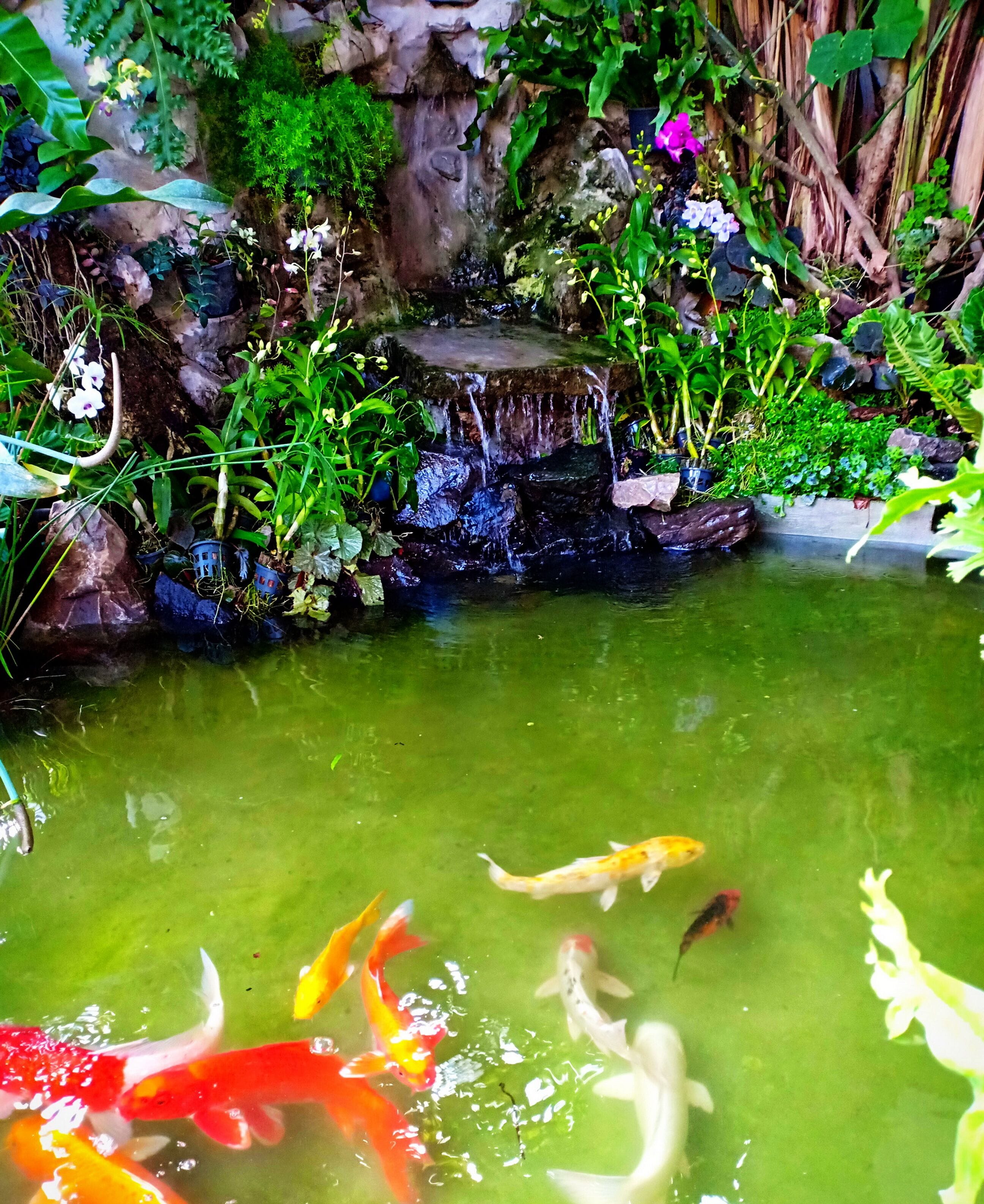 A koi pond with clear water and various fish, surrounded by lush greenery and rocks.