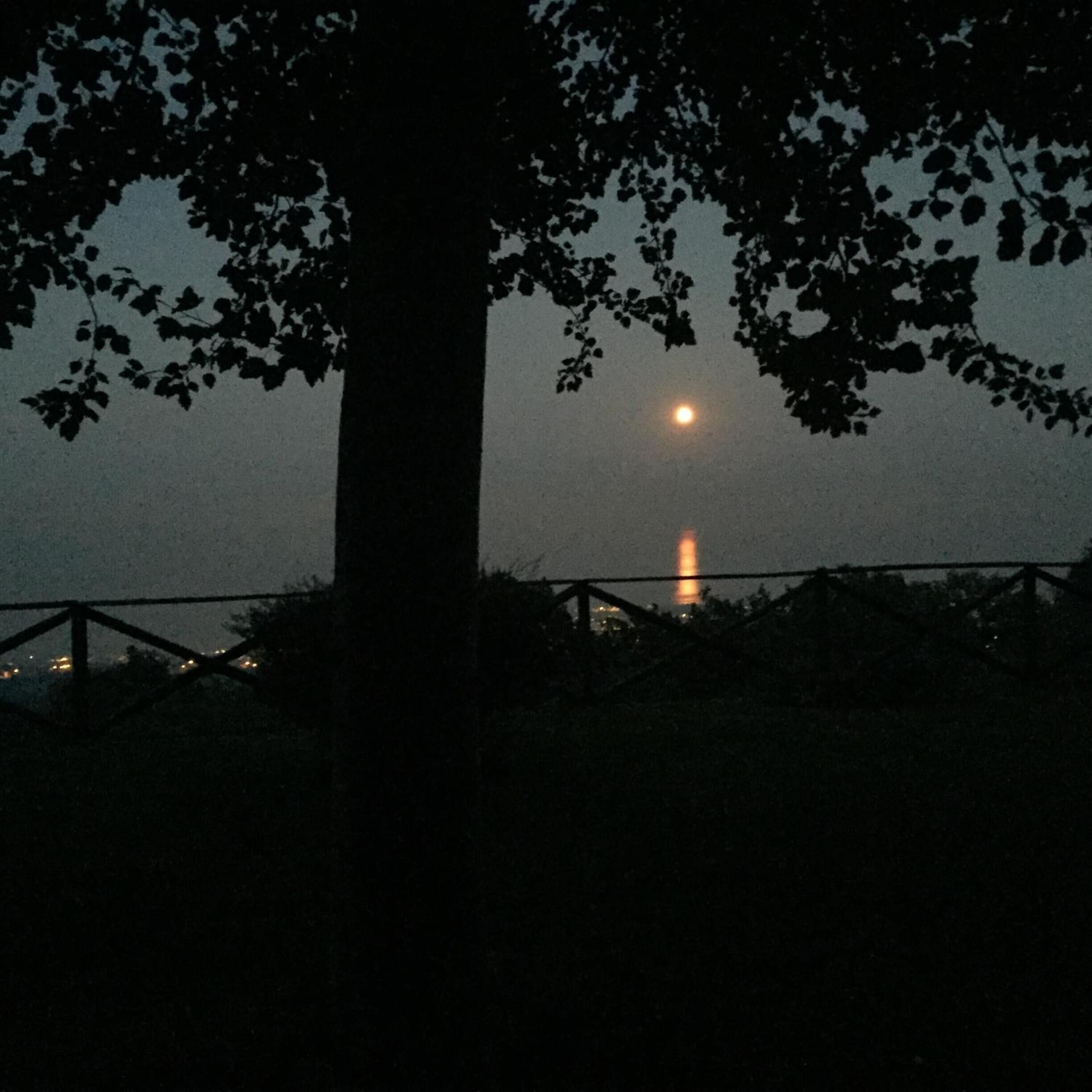 A tree with a fence in the foreground and a bright moon in the background.