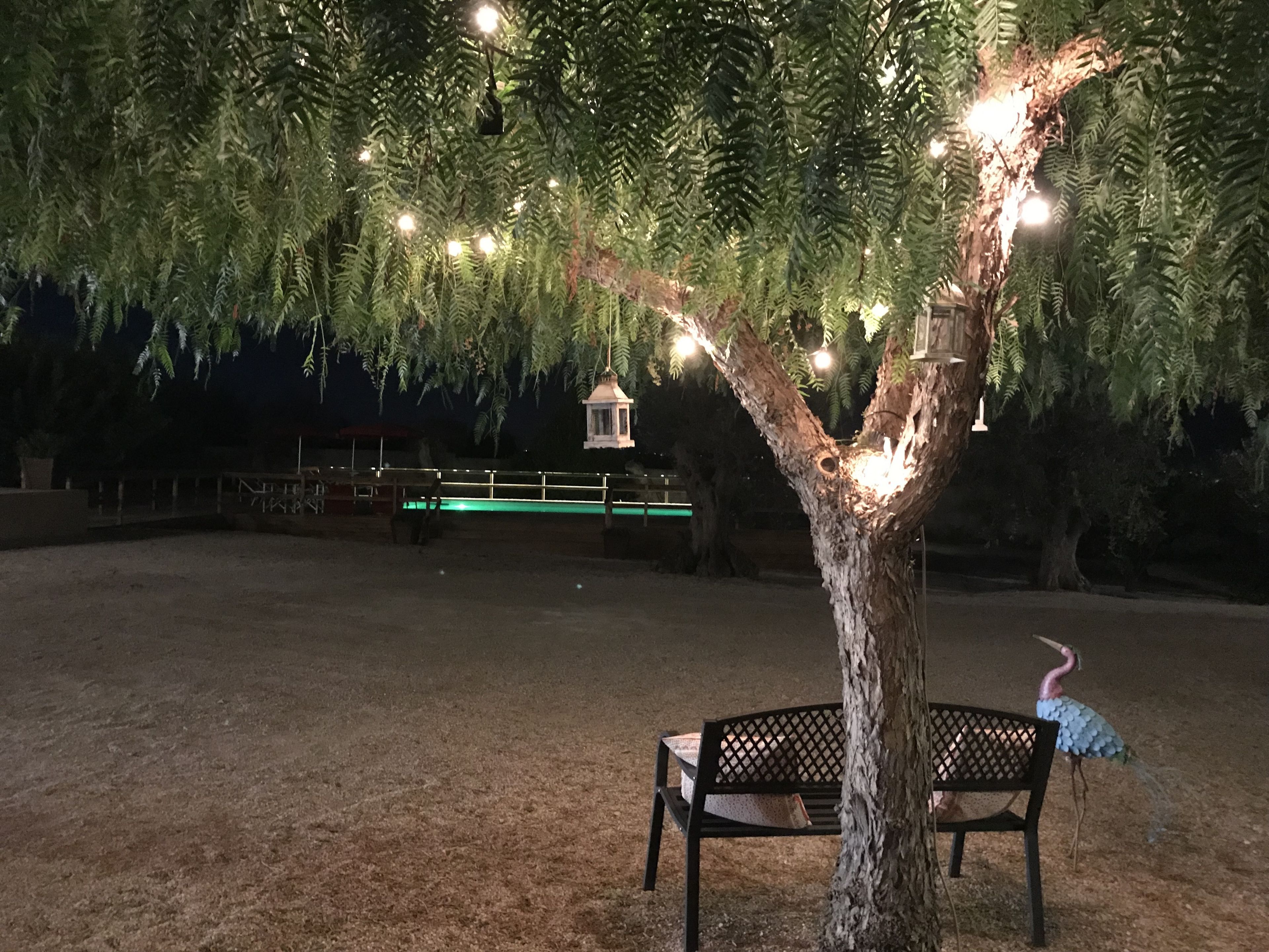 A tree with hanging lights, a bench, and a bird.