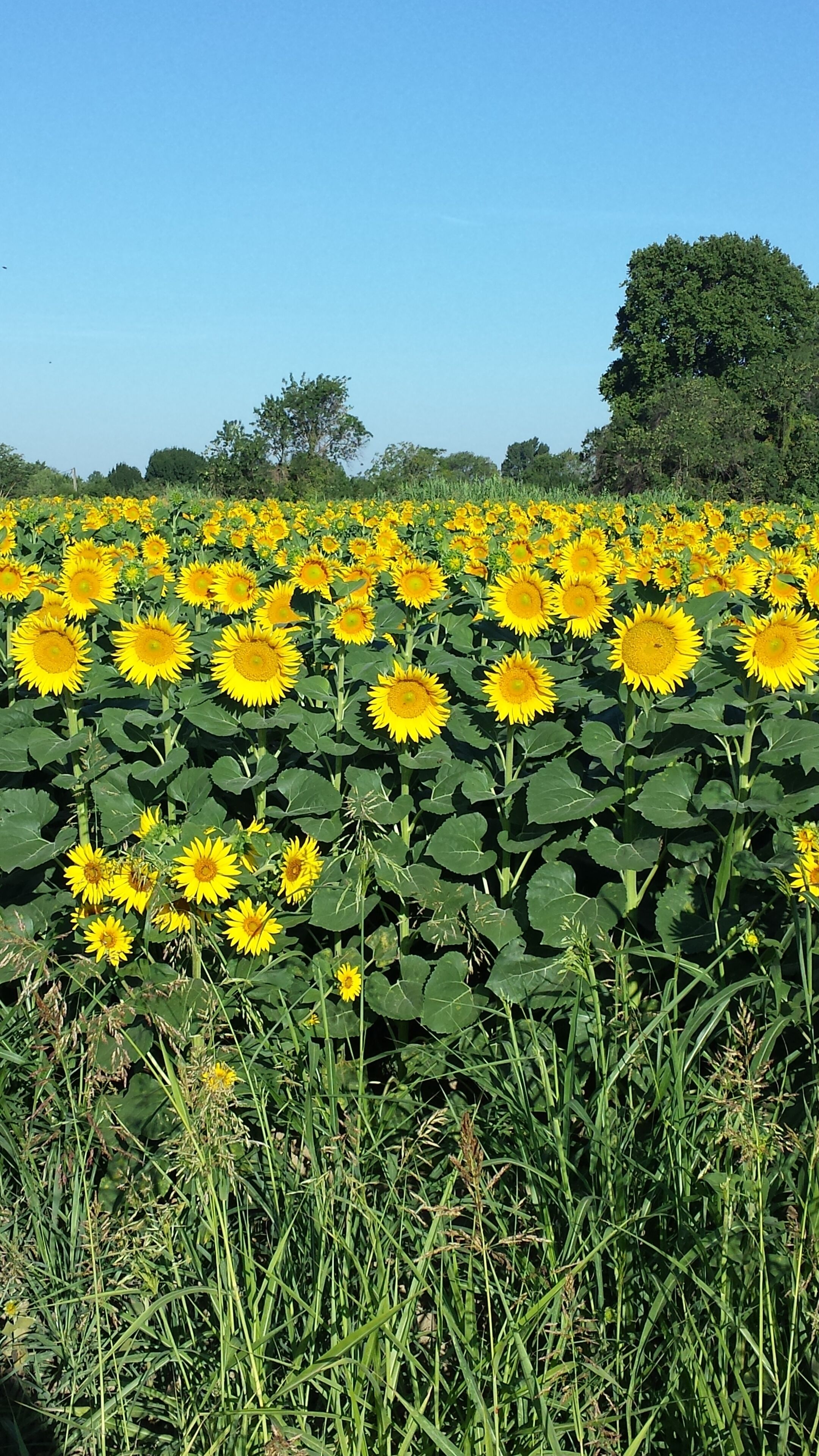 Um campo de girassóis com folhagem verde e árvores ao fundo.