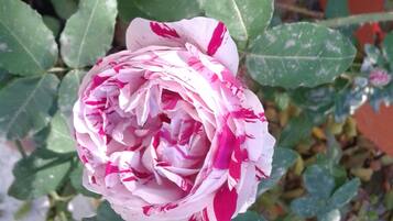 A single rose with pink and white petals, surrounded by green leaves.
