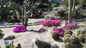 Een woestijntuin met diverse cactussen en bloeiende planten, waaronder een hoge cactus en opvallend roze bloemen.