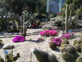Un jardín desértico con diversos cactus y plantas en flor, incluyendo un cactus alto y vibrantes flores rosas.