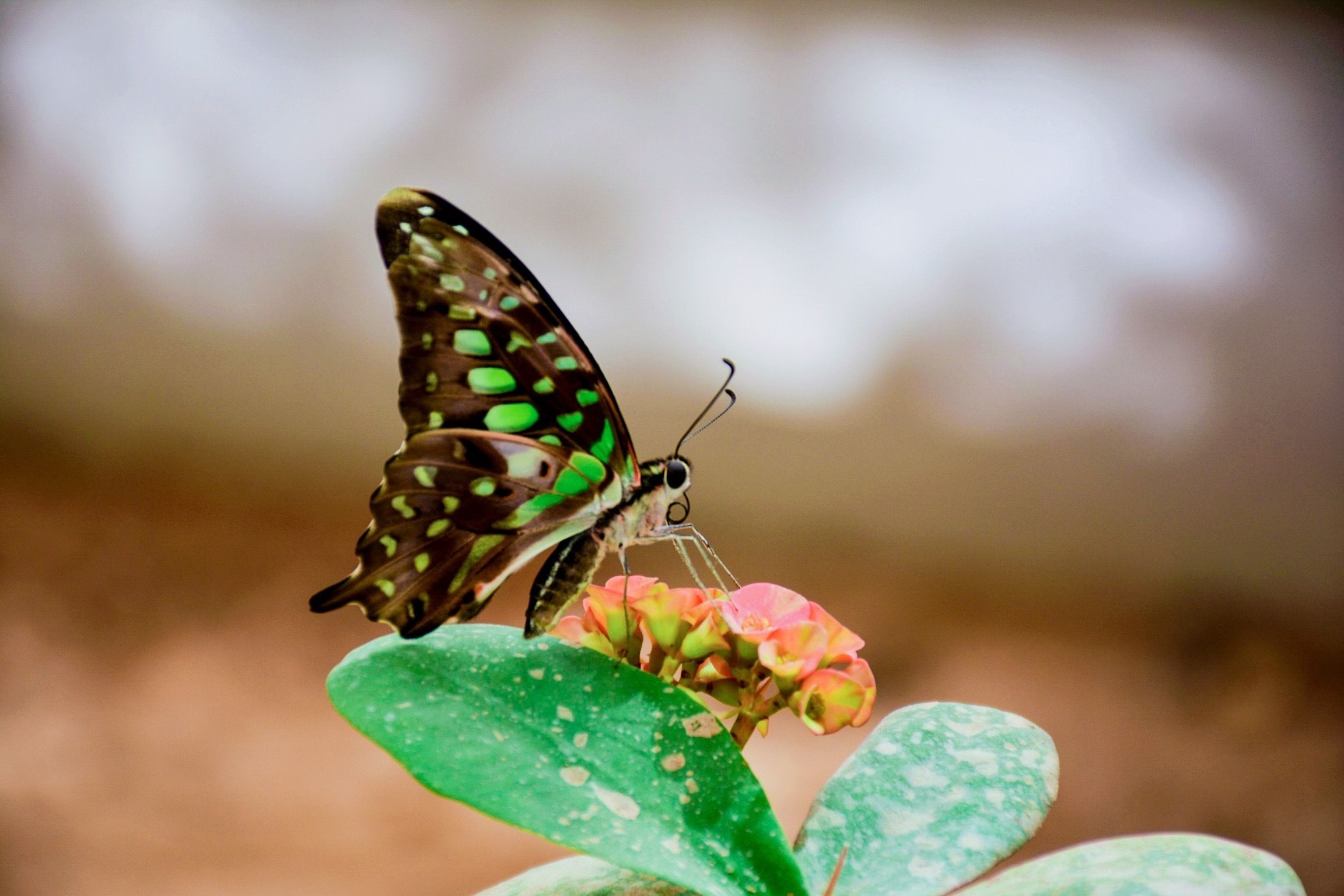 Foto - Hostal La Isla