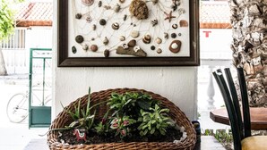 Una obra de arte enmarco con caracoles y una estrella de mar en una pared, una cesta de mimbre con plantas sobre una mesa y una pared de piedra.