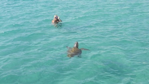 Une personne nageant avec une tortue de mer dans une eau turquoise et cristalline.