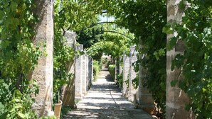 A stone pathway flanked by columns and arches, leading through a garden with grapevines. - Casina Dei Preti (Conversano)