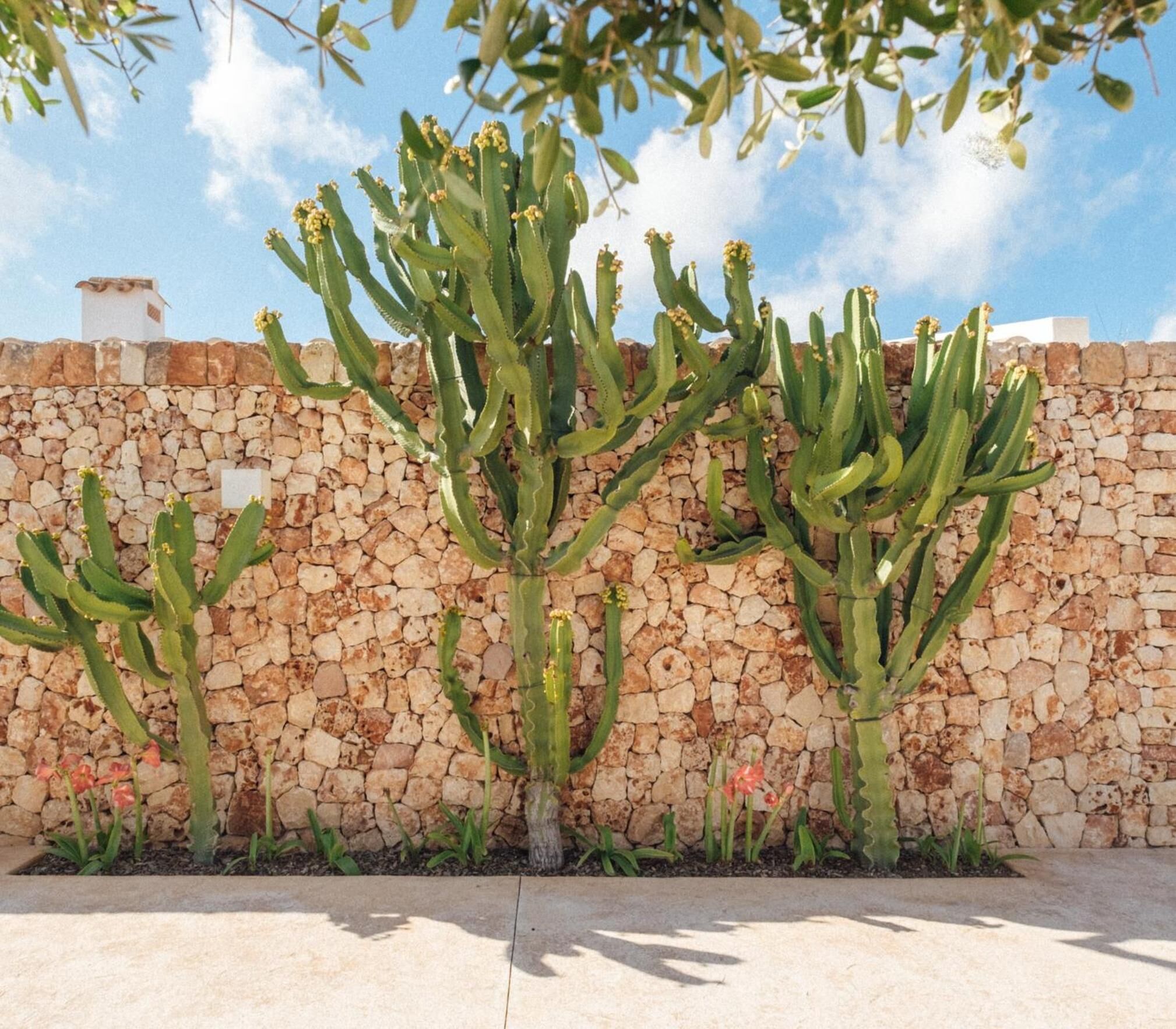 Photo - Agroturismo Ses Talaies