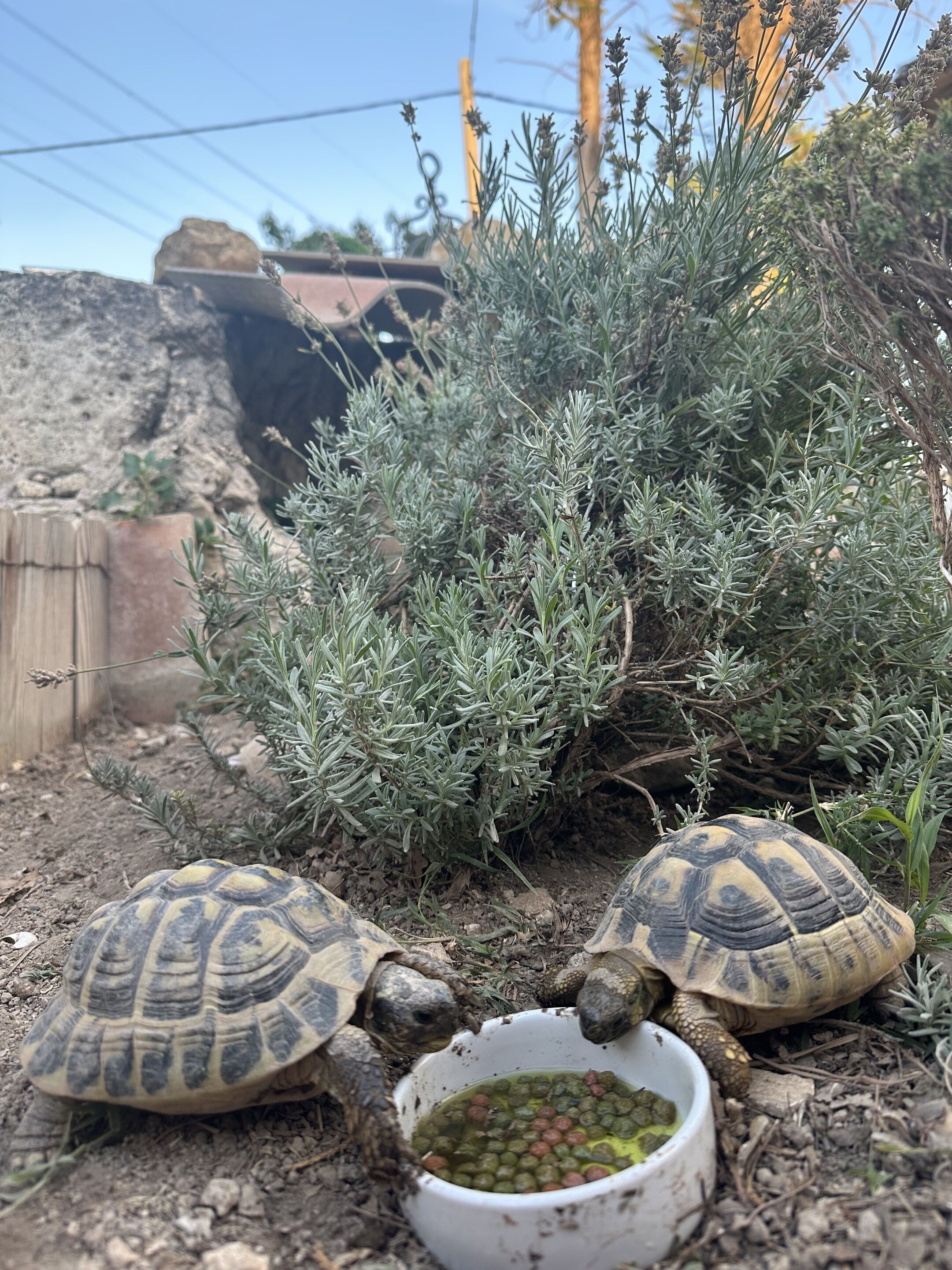 Foto - Le Moulin de Sonnailles