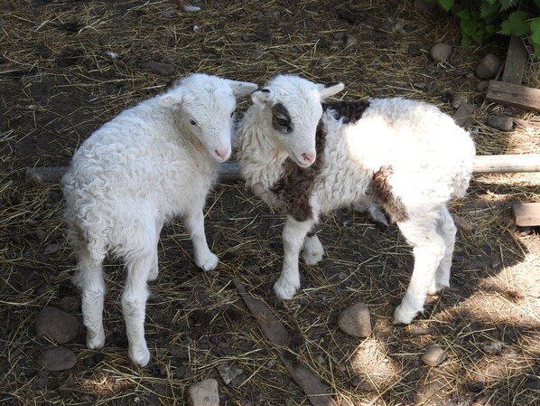 Two lambs standing on a straw-covered ground with rocks and a wooden fence in the background.