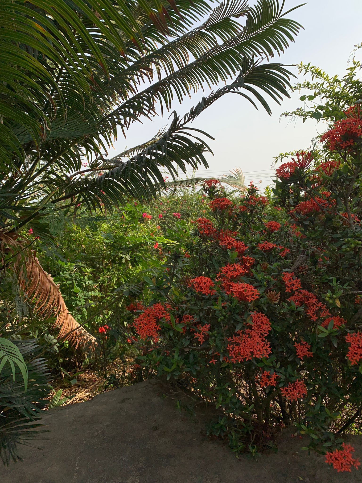 A garden with dense foliage and red flowering plants.