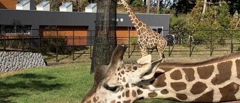 A giraffe enclosure with a modern building in the background.