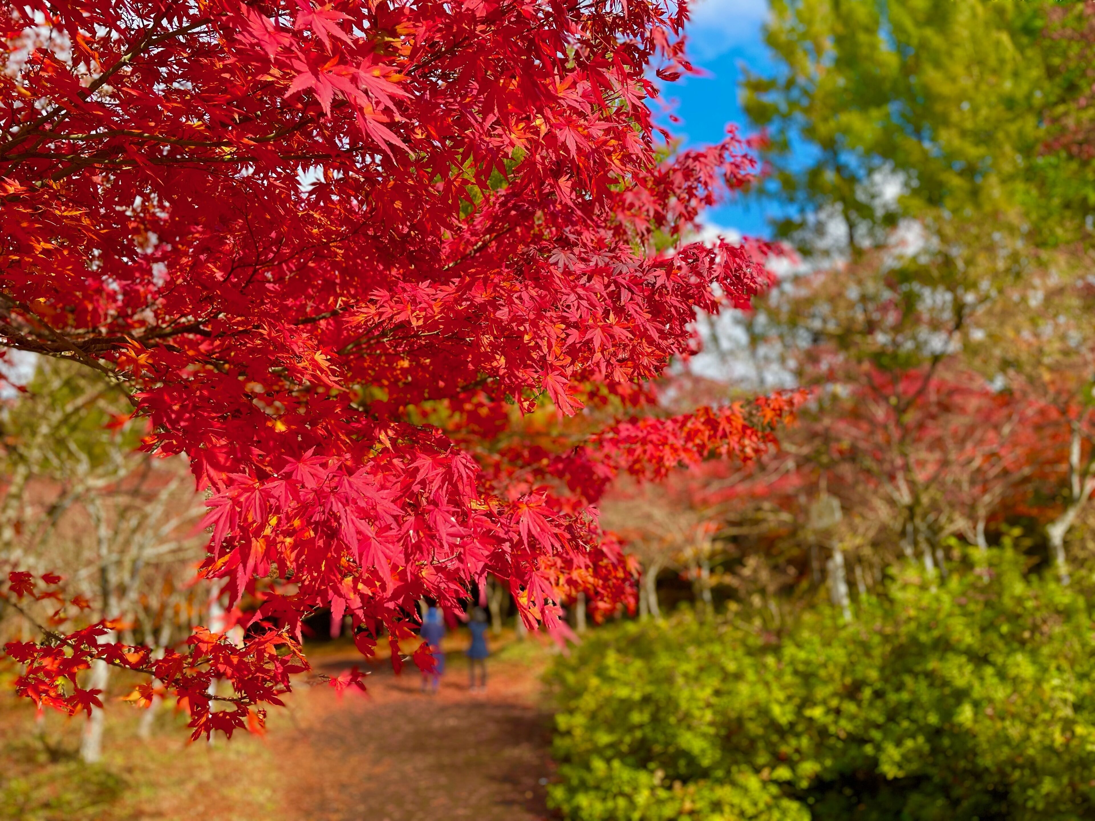 A pathway surrounded by vibrant red foliage, likely indicating a seasonal park or garden setting.