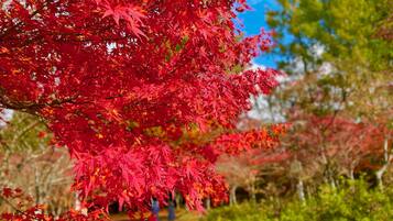 A pathway surrounded by vibrant red foliage, likely indicating a seasonal park or garden setting.