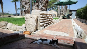 A stone pathway with a cat lying on the ground, a stone wall, and a green umbrella. - Aurelio Rapillo (Latina)