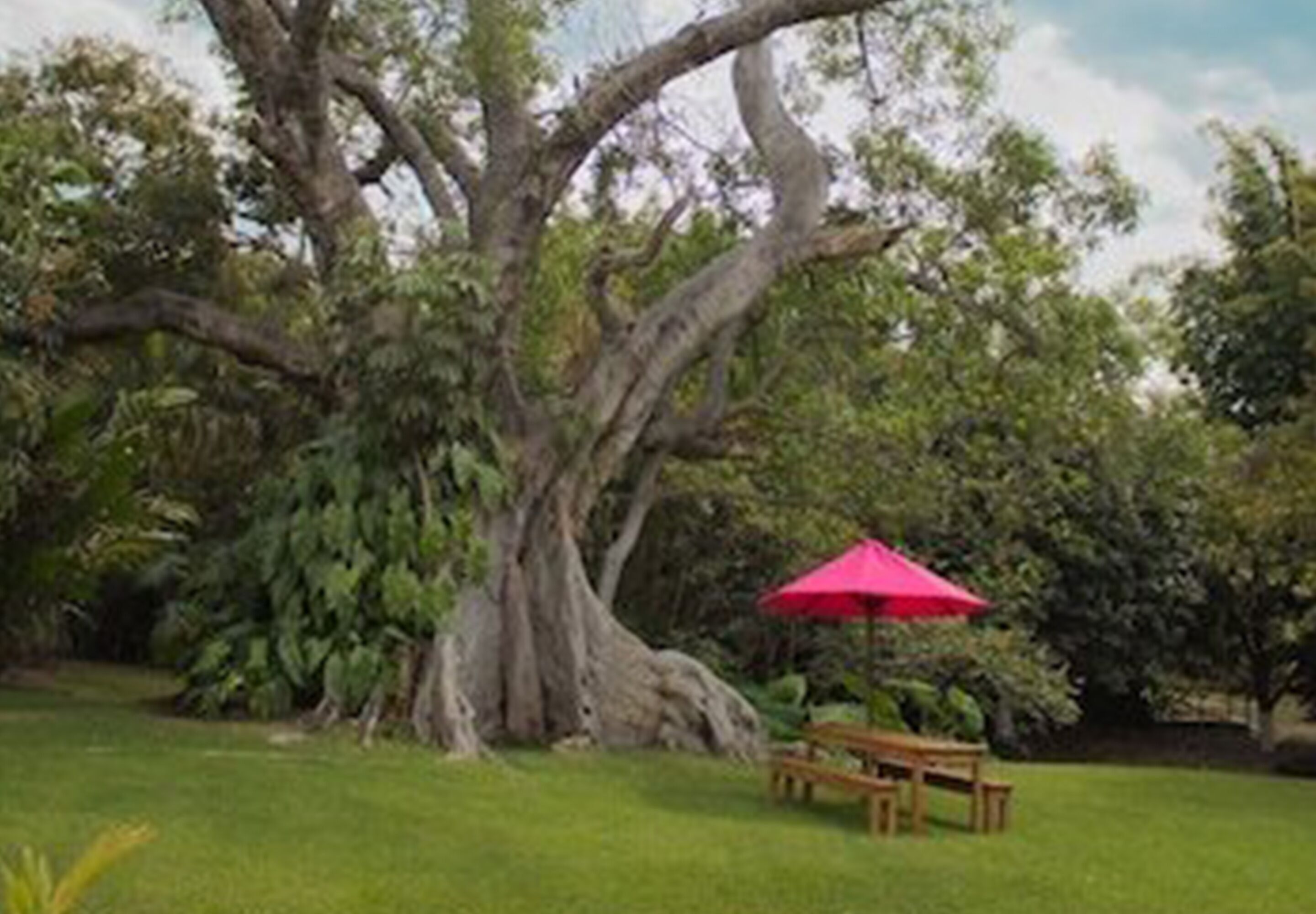 Un grand arbre, avec un banc et un parasol rouge, se dressent dans un espace verdoyant.