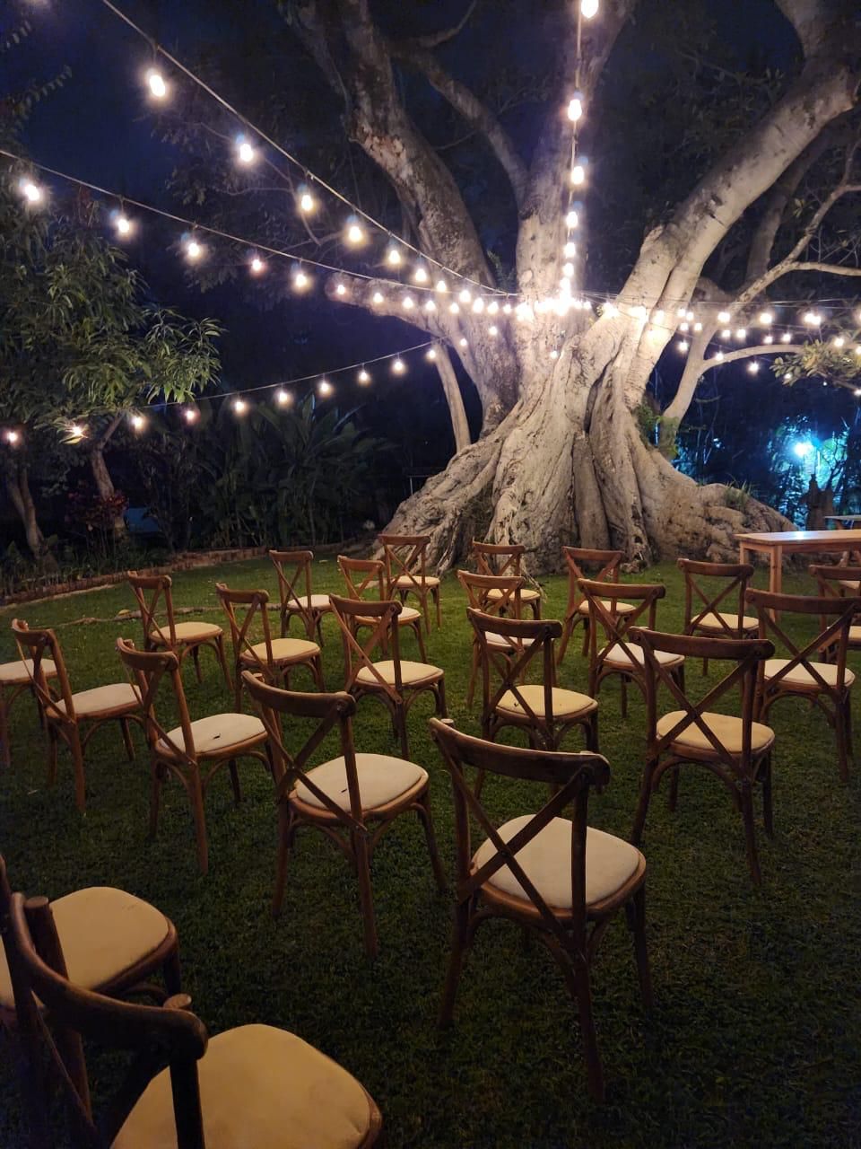 A tree with a large trunk surrounded by chairs arranged in a semi-circle.