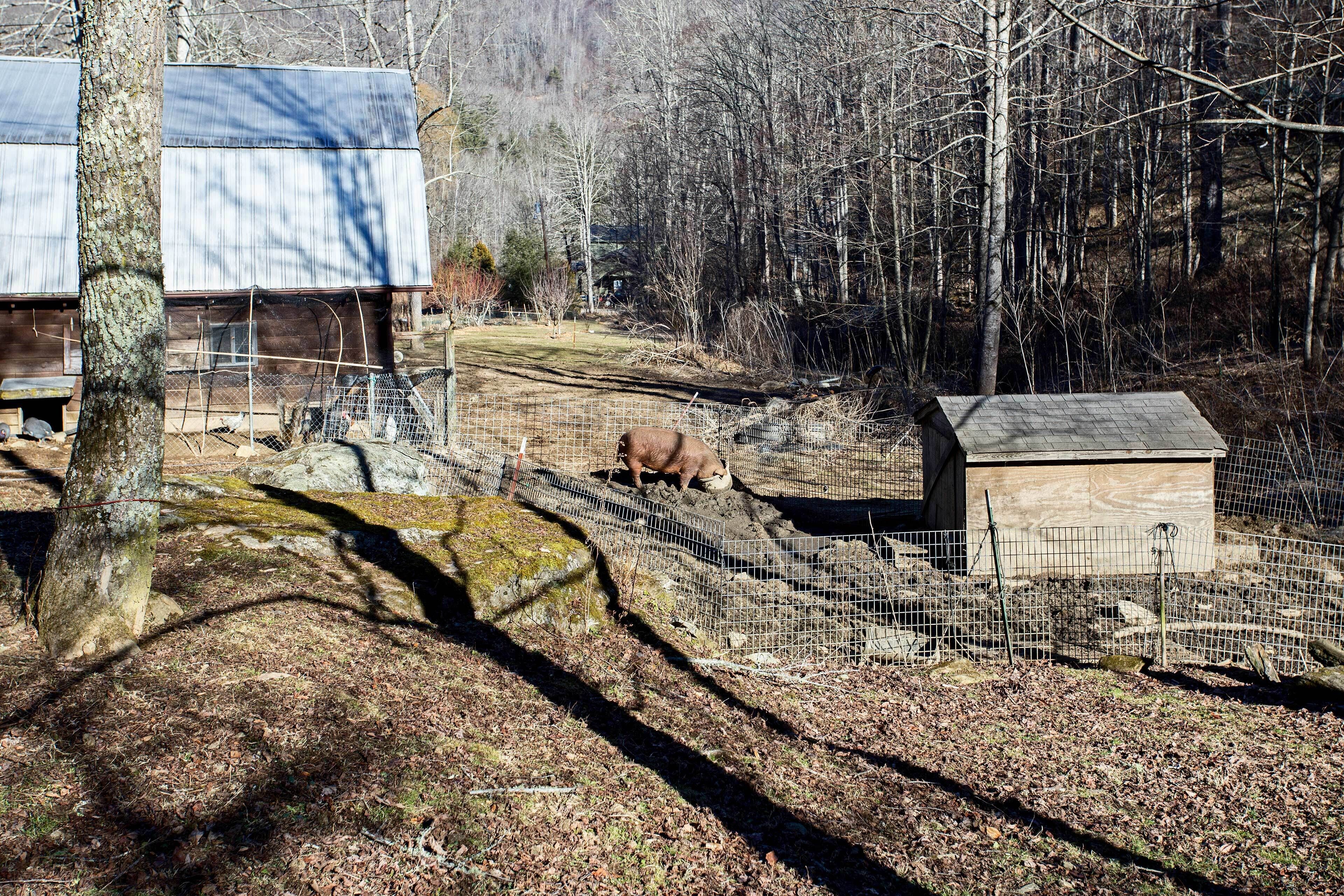 A fenced outdoor area with a wooden structure and a pig.