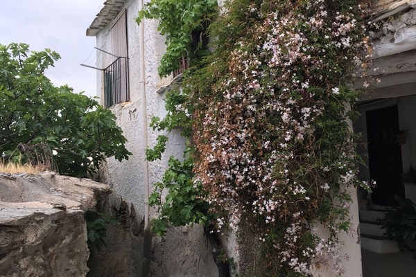 Come in May to enjoy the jasmine.