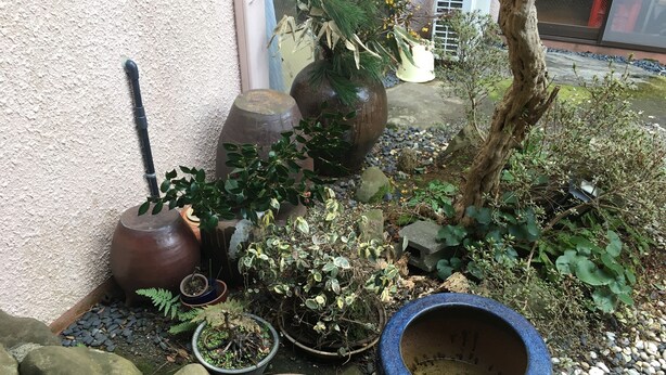 A garden with various potted plants, a large blue pot, and a small pond with a hose.