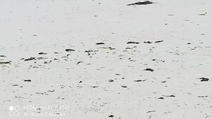 Une plage à l’eau turquoise et limpide et au sable blanc.
