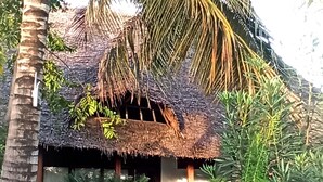 Une hutte au toit de chaume, avec un jardin devant, entourée de palmiers.