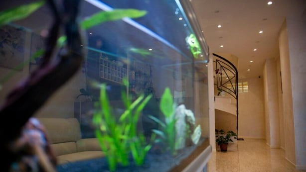 A modern interior with a glass aquarium, a staircase, and a potted plant. - Hotel Centrale (Loreto)