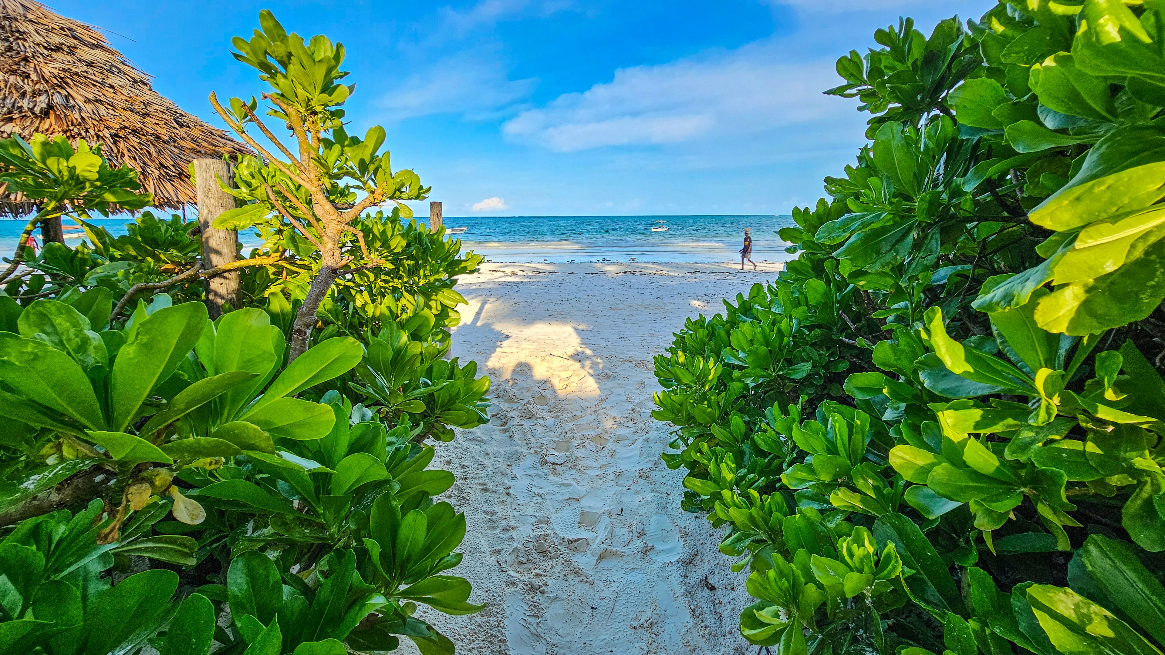 Un sentier bordé d’une végétation luxuriante et verdoyante, qui longe la plage et mène à l’océan.