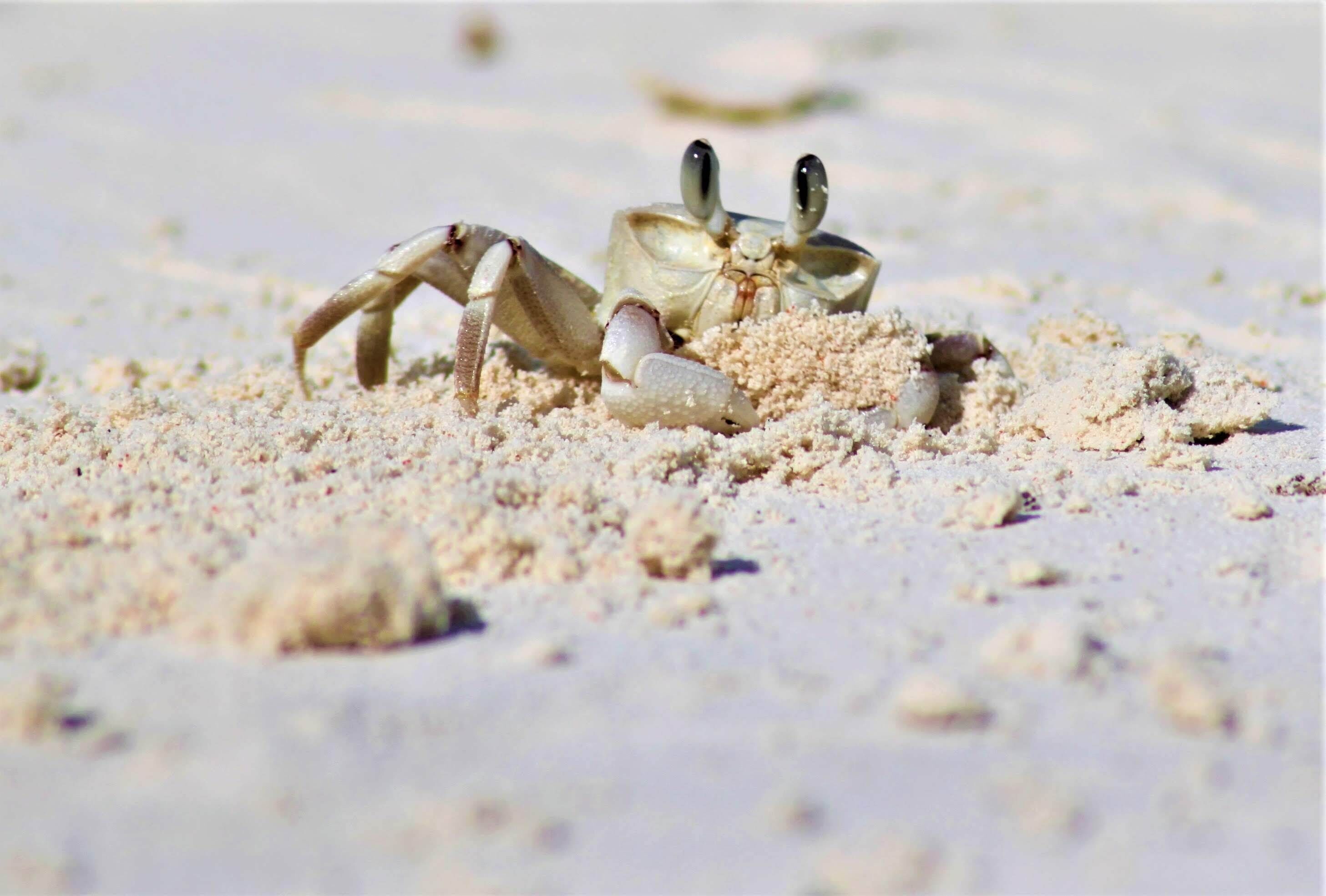 A crab on a sandy surface.