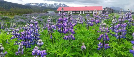Un campo de flores de lupino moradas, con un edificio al fondo.