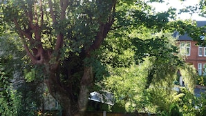 Un gran árbol con un tronco hueco, una cerca de madera y un edificio al fondo.