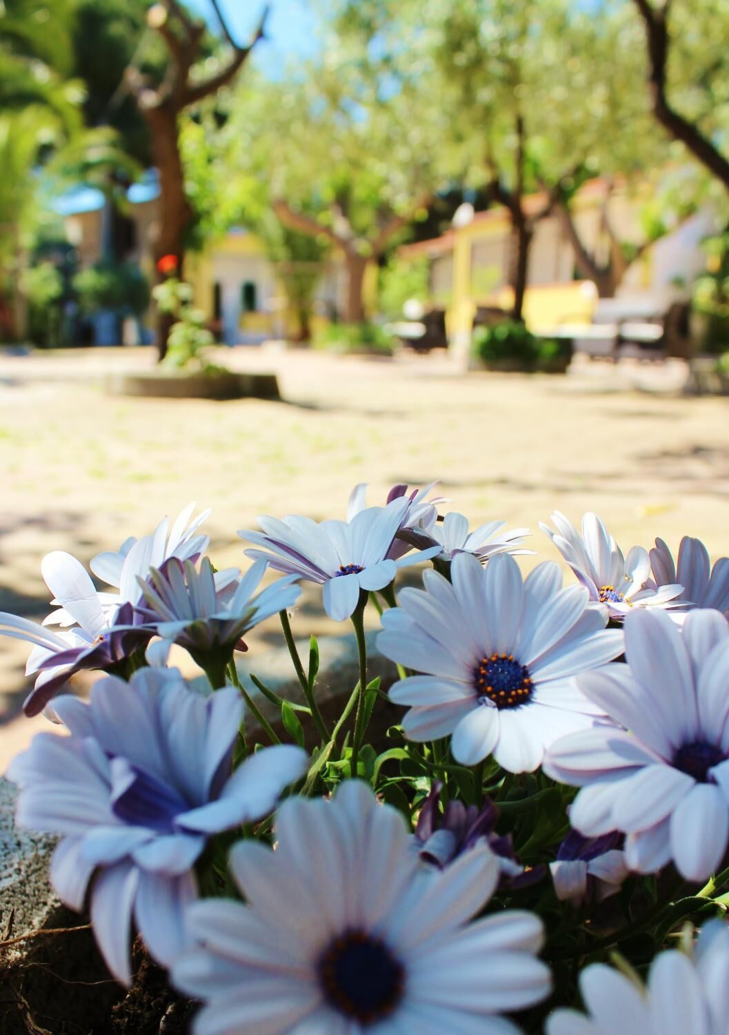A garden with white flowers and green foliage.
